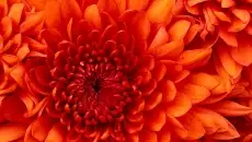 aaaa